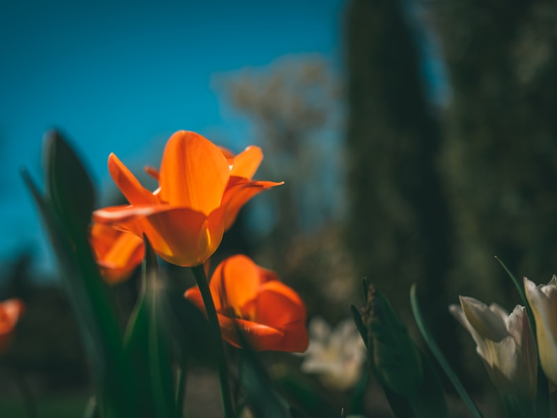 Implementation and training